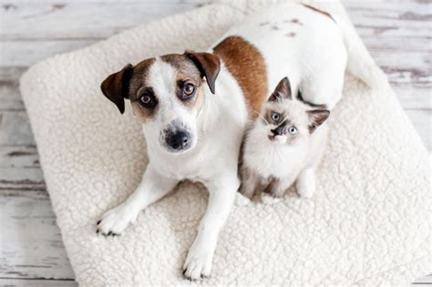 humane society free pets adoption.